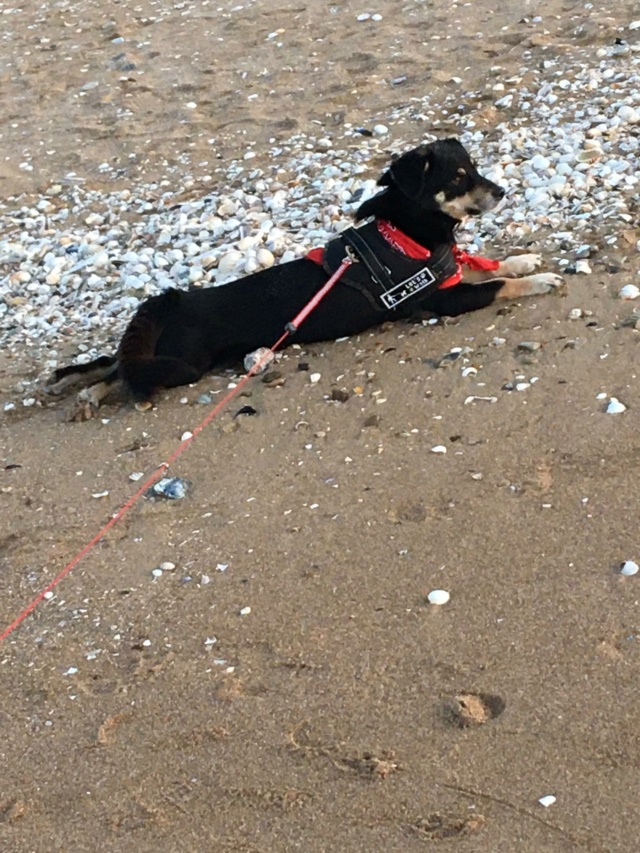 CORY - mâle, de petite taille à moyenne - né environ en mars 2018 - (Fourrière de Roman) - REMEMBER ME LAND - Adopté par Frédéric (1470- Belgique)  31249010