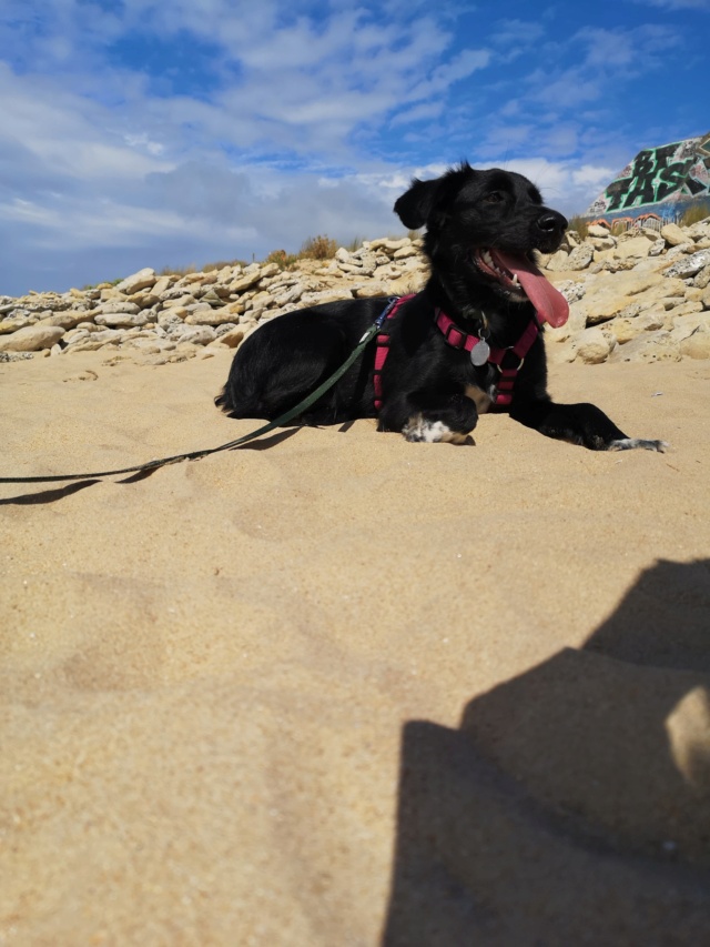 FINAUDE - chiot femelle, typée labrador, de grande taille à l'âge adulte - née environ en décembre 2021 - REMEMBER ME LAND - Adoptée par Alicia et Alain (25)  31299210