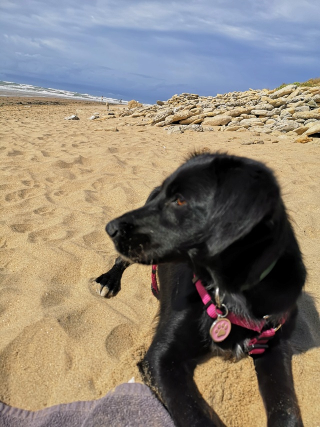 FINAUDE - chiot femelle, typée labrador, de grande taille à l'âge adulte - née environ en décembre 2021 - REMEMBER ME LAND - Adoptée par Alicia et Alain (25)  31311810