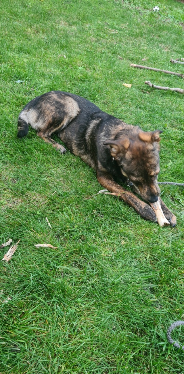 ARGENTIN - chiot mâle , de taille moyenne à l'âge adulte - né environ en mars 2022 - REMEMBER ME LAND - Adopté par José Carlos (60)  31348611