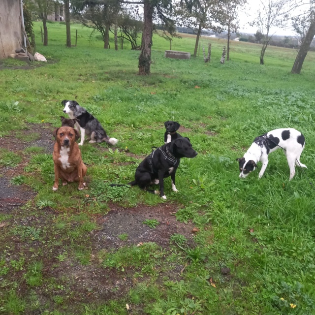 LIZZIE - chiot femelle, de taille moyenne à l'âge adulte - née environ en novembre 2021 - en FA chez Gina à Tergu Neamt (Roumanie) - Adoptée par Agnès (49)  31378010