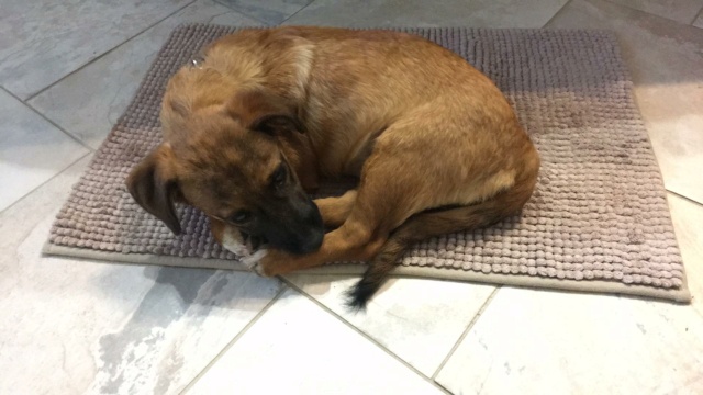 STARLY - chiot femelle , de taille petite à moyenne à l'âge adulte - née environ en juin 2022 - En FA chez Lili à Pascani (Roumanie) - Adoptée par Lydie (84)  31382810