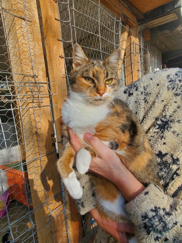 MINA (ex GIGOTTE) - chat femelle, née environ en juillet 2018 - En FA chez Lili à Pascani (Roumanie) - Adoptée par Evelyne (88) 31388610