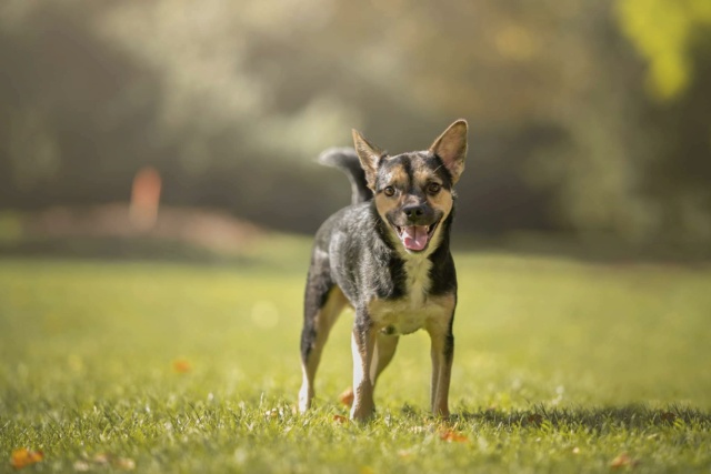 LUNIE - chiot femelle, de petite taille à l'âge adulte - née environ en mars 2021 - REMEMBER ME LAND - Adoptée par Mélissa (67)  31434510