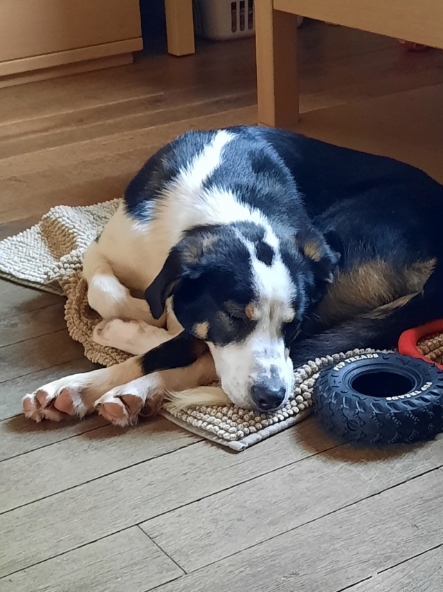 HANCOCK - chiot mâle, de taille moyenne à l'âge adulte - né environ en novembre 2021 - REMEMBER ME LAND - Adopté par Amélie (6724 - Belgique)  31439610