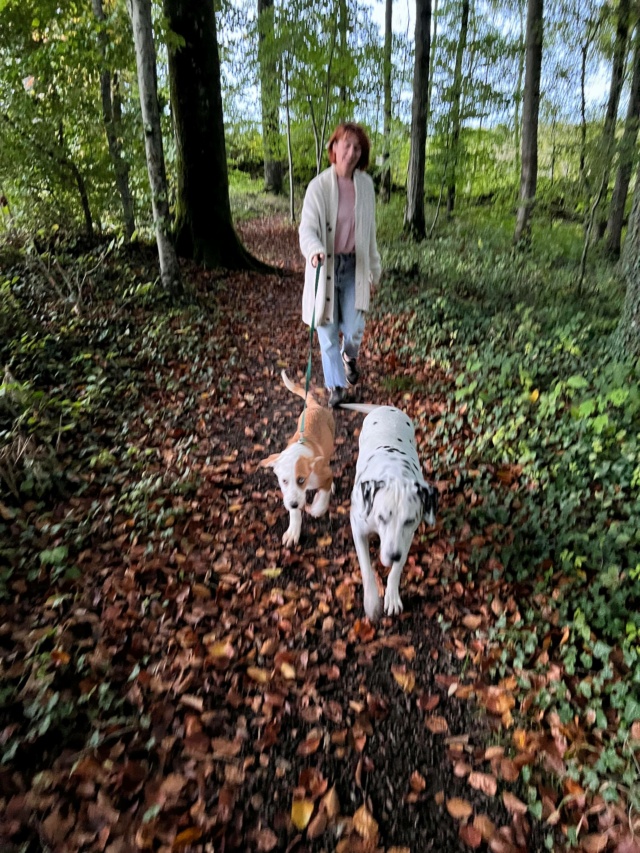 BARNEY (ex BIDOU) - chiot mâle, de taille moyenne à l'âge adulte - né environ en juin 2022 - en FA à Tergu Neamt (Roumanie) - Adopté par Olivia (51)  31458510