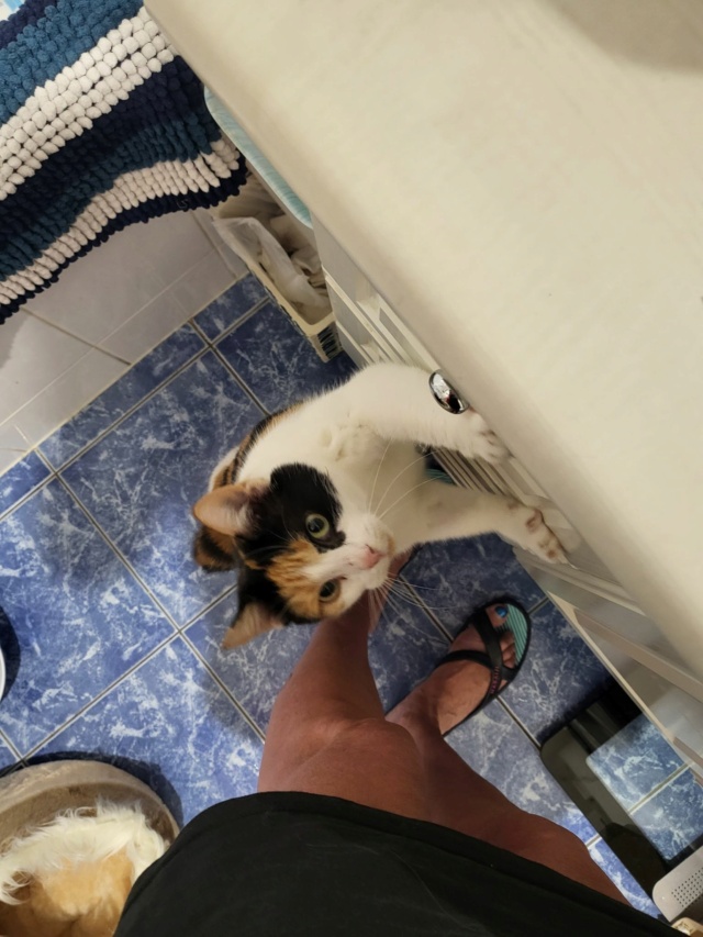 ROXIE (ex ROXI), chat femelle, née environ en septembre 2019 - En FA chez Camélia (Roumanie) - Adoptée par Valérie (94)  31467710