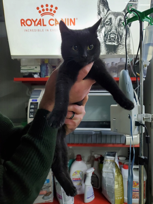 MINORI, chaton femelle, née environ en juin 2022 - (Centre RM Pascani en Roumanie) - adoptée en Roumanie 31616810