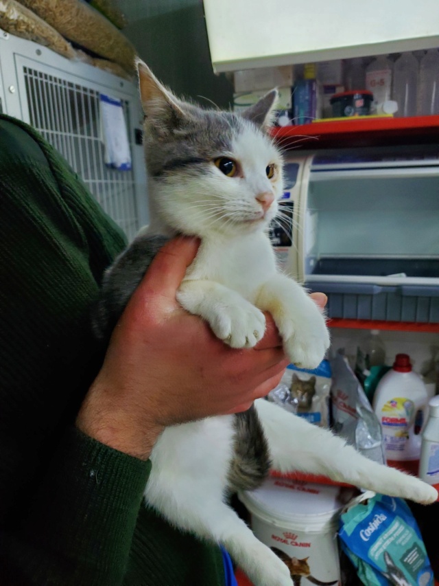 PARANGON, chat mâle, né environ en juin 2022 - (Centre RM Pascani en Roumanie) 31624210