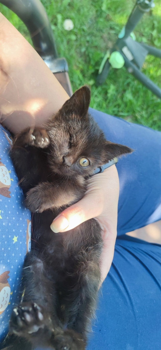 ANDREO, chaton mâle, né environ en juin 2022 - A la clinique de Lucian (Roumanie) - ADOPTE EN ROUMANIE PAR LA VETERINAIRE 31665110