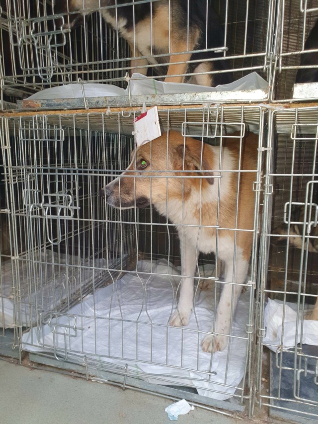 TOPAZE (ex DOINA) - chiot femelle, de taille moyenne à l'âge adulte - née environ en avril 2022 - Au refuge de Carmina (Roumanie) - Adoptée par Carole (59)  31897310