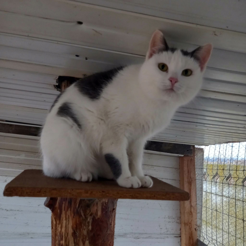 MERYL - chat femelle, née environ en août 2020 - En FA chez Lili à Pascani (Roumanie) 31932011