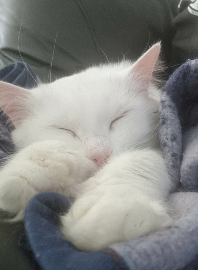 BILLA , chat femelle, née environ en septembre 2019 - (Ukraine - Centre RM Pascani en Roumanie) - Adoptée par Clothilde (80)  31945813