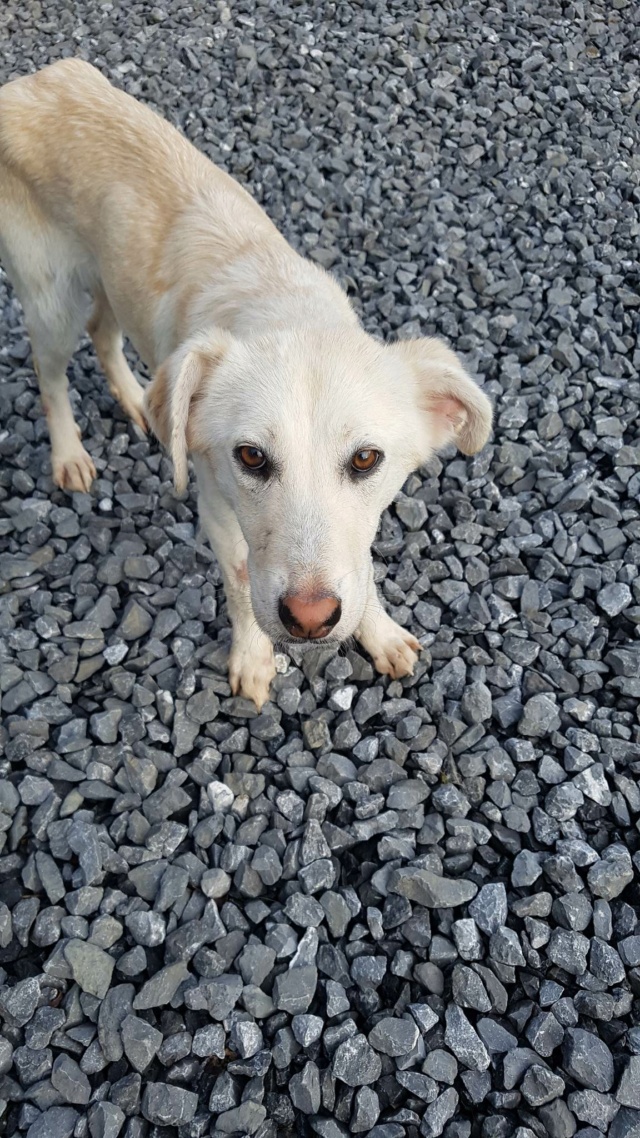 DOLINE - chiot femelle, de taille moyenne à l'âge adulte - née environ en décembre 2021 - Adoptée par Anne-Françoise (BELGIQUE) 32049810