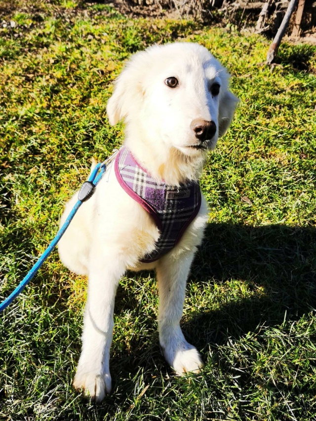 ASTRAL - chiot mâle, typé labrador, de taille moyenne à grande à l'âge adulte - né environ en septembre 2022 - au refuge chez Gina à Tergu Neamt (Roumanie) - Adopté par Jeanne (72) 32059011