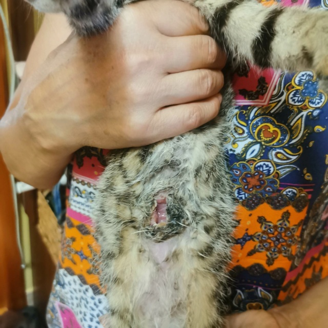 HERMIONE - chat femelle, née environ en mars 2022 - En FA chez Oana à Pascani (Roumanie) 32197810
