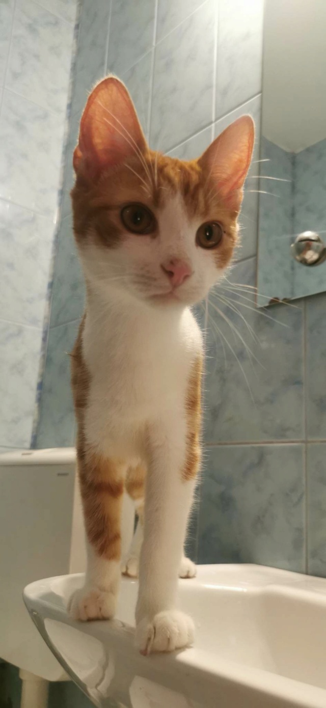 OUPS (ex MIHAÏ), chaton mâle, né environ en mai 2022 - en FA chez Oana à Pascani (Roumanie) - Adopté par Ophelie (50) 32206810