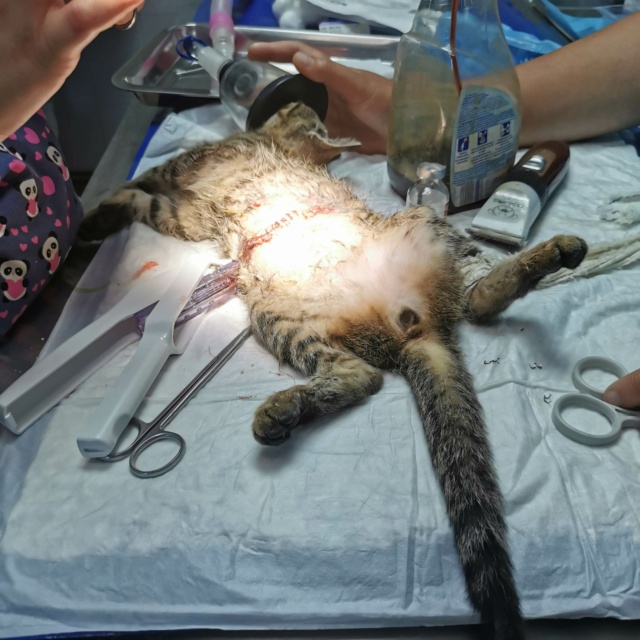 HERMIONE - chat femelle, née environ en mars 2022 - En FA chez Oana à Pascani (Roumanie) 32209410