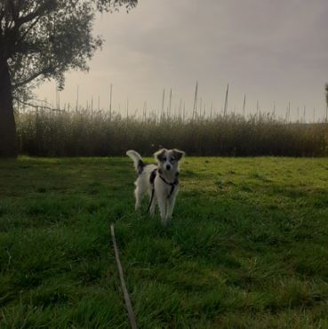 SLIMANE - chiot mâle, de taille moyenne à l'âge adulte - né environ en novembre 2022 - REMEMBER ME LAND - Adopté par Nathalie (54) 3228