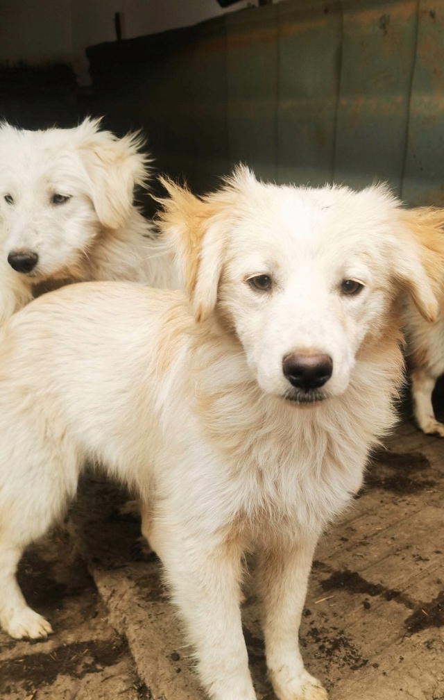 TOUNDRA (ex ANEMONE) - chiot femelle , de taille moyenne à l'âge adulte - née environ en juin 2022 - Refuge chez Gina à Tergu Neamt (Roumanie) - Adoptée par Marie Pierre (38)  32353110