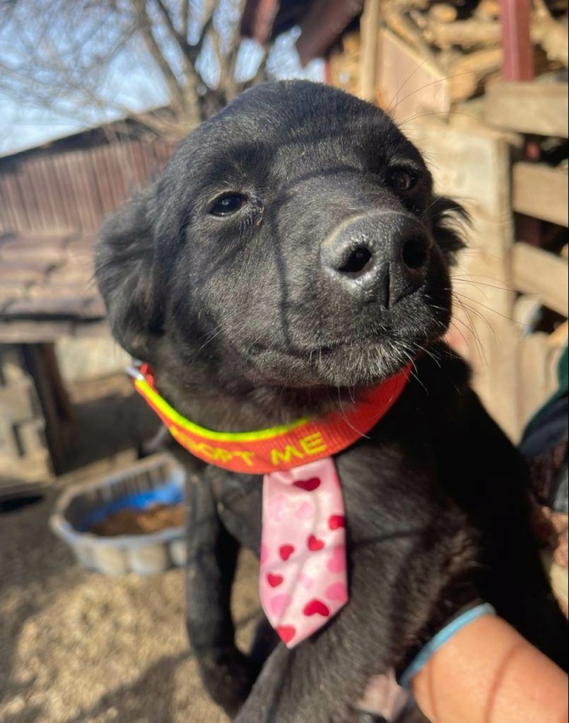 KATJA - chiot femelle, de taille moyenne à l'âge adulte - née environ en septembre 2022 - Au refuge de Carmina à Bucarest (Roumanie) - Adoptée par Eva (1410 - Belgique)  32404310