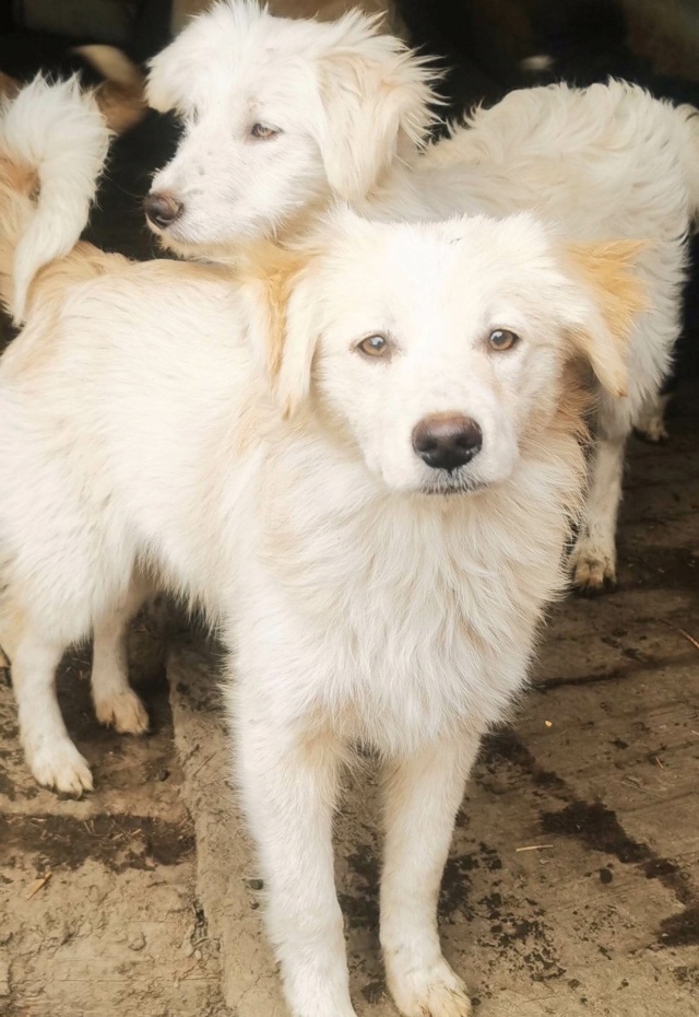 TOUNDRA (ex ANEMONE) - chiot femelle , de taille moyenne à l'âge adulte - née environ en juin 2022 - Refuge chez Gina à Tergu Neamt (Roumanie) - Adoptée par Marie Pierre (38)  32460210