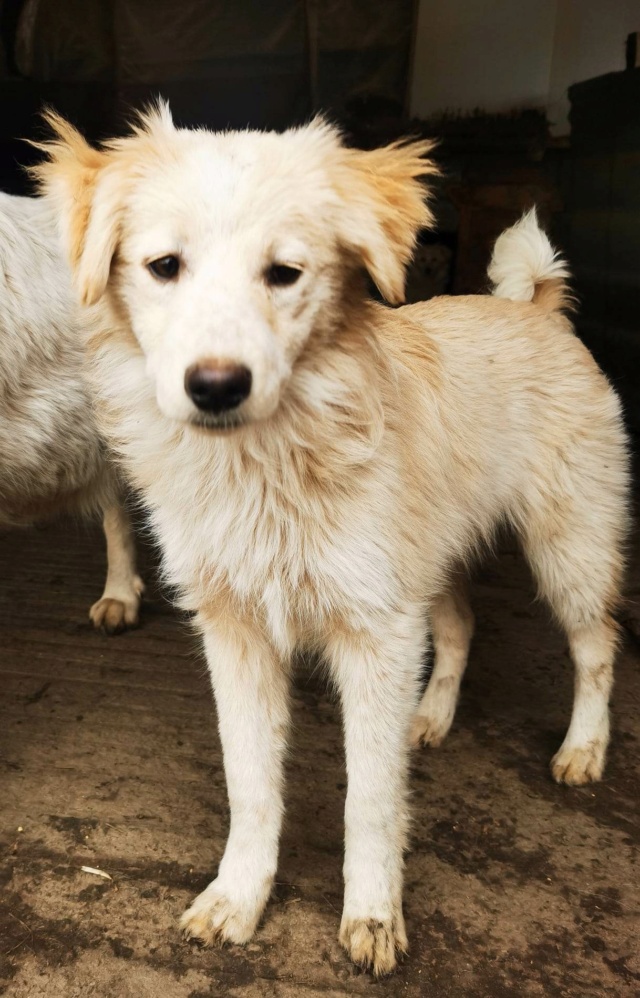 TOUNDRA (ex ANEMONE) - chiot femelle , de taille moyenne à l'âge adulte - née environ en juin 2022 - Refuge chez Gina à Tergu Neamt (Roumanie) - Adoptée par Marie Pierre (38)  32461110