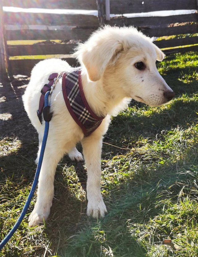 ASTRAL - chiot mâle, typé labrador, de taille moyenne à grande à l'âge adulte - né environ en septembre 2022 - au refuge chez Gina à Tergu Neamt (Roumanie) - Adopté par Jeanne (72) 32516510