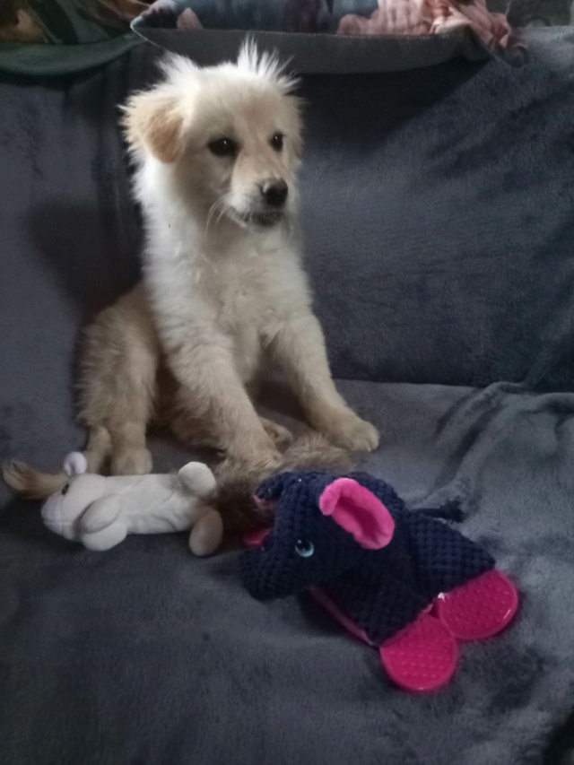 IROISE (ex RIBAMBELLE) - chiot femelle, typée golden retriever, de taille moyenne à l'âge adulte - née environ en octobre 2022 - Centre RM Pascani (Roumanie) - Adoptée par Katia (63)  32537610