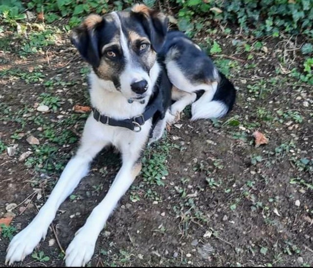 SAIKA - chiot femelle, de taille petite à moyenne à l'âge adulte - née environ en février 2021 - REMEMBER ME LAND - Adoptée par Guislaine (75)  32654510