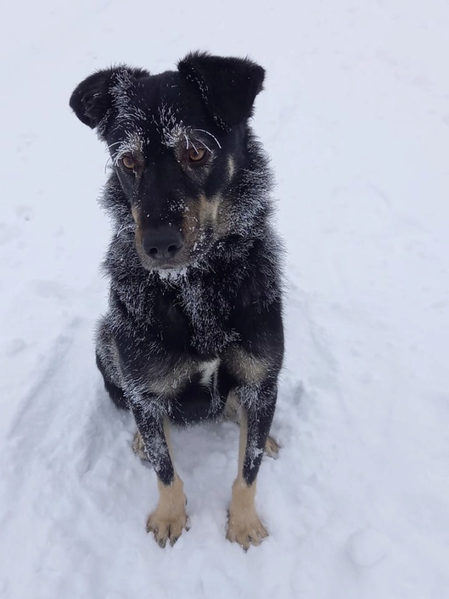 BOSTON - Chiot mâle - taille moyenne à l'âge adulte - Né environ début mi décembre 2019 - REMEMBER ME LAND - Adopté par Stéphane et Marie (54)  32679110