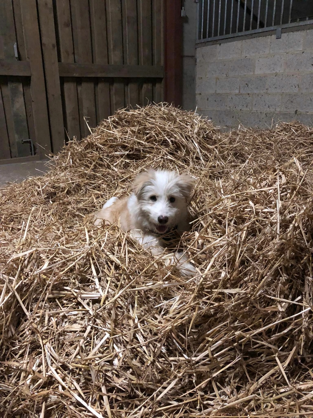 POLAR - chiot mâle , de taille moyenne à l'âge adulte - né environ en juin 2022 - En FA chez Gina à Tergu Neamt (Roumanie) - Adopté par Fanny (4570 - Belgique)  32856410