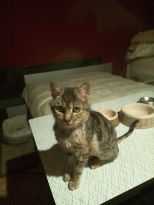 DONDIEGO - chat mâle, né environ en mai 2012 - en FA chez Lili (Roumanie) - adopté par Dominique (57) 32884510