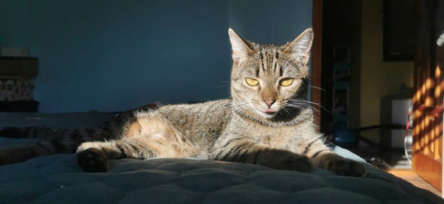 HERMIONE - chat femelle, née environ en mars 2022 - En FA chez Oana à Pascani (Roumanie) 32971210