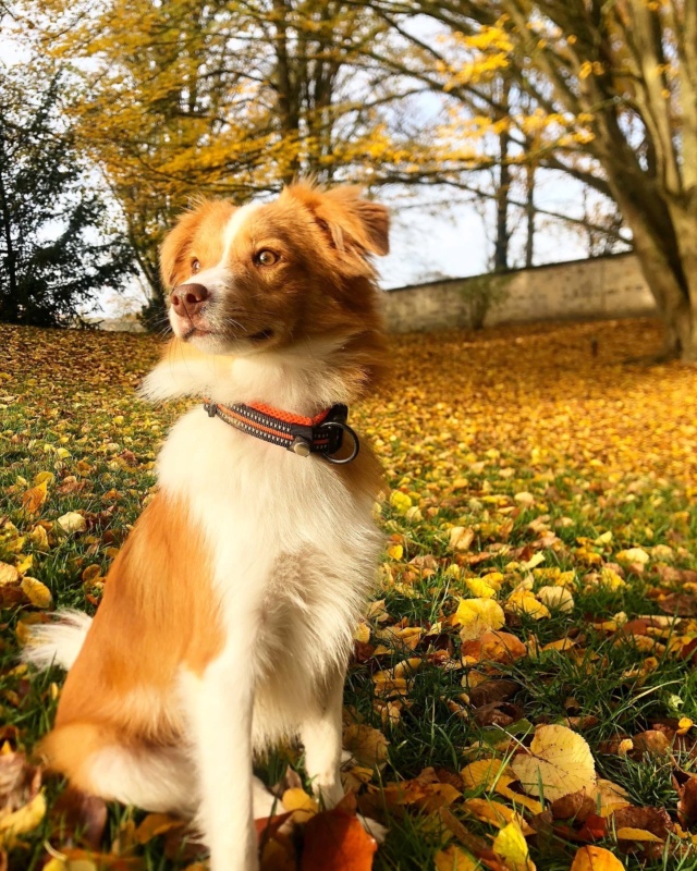 WAKI (ex COFFEE)  - chiot mâle, de petite taille à l'âge adulte - né environ en février 2022 - Au refuge de Carmina (Bucarest) - ADOPTE PAR Alexandra (77)  33276810