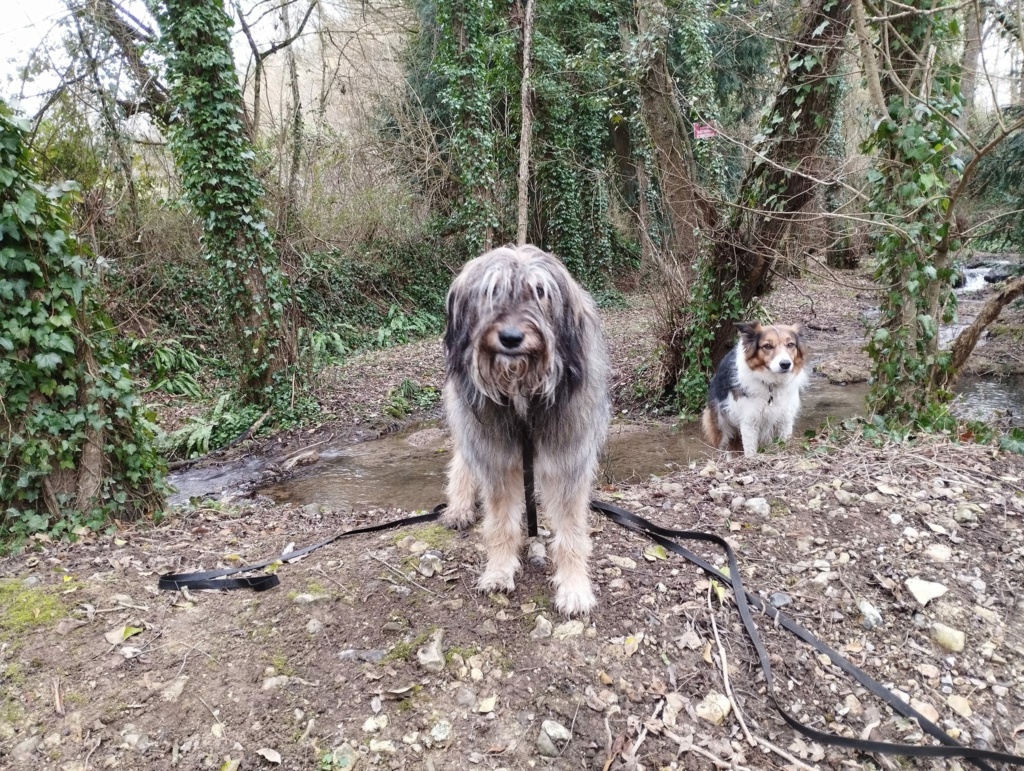 SISKA (ex LILYROSE) - chiot femelle, de taille moyenne à grande à l'âge adulte - née environ en novembre 2021 - (Fourrière de Roman) - REMEMBER ME LAND - Adoptée par Sophie (14)  - Page 2 33342610