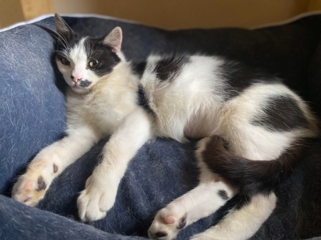 KINAÏ, chat femelle, née environ en janvier 2022 - REMEMBER ME LAND - en FA chez ABYSSE (92) - Adoptée par Céline (78) 33403310