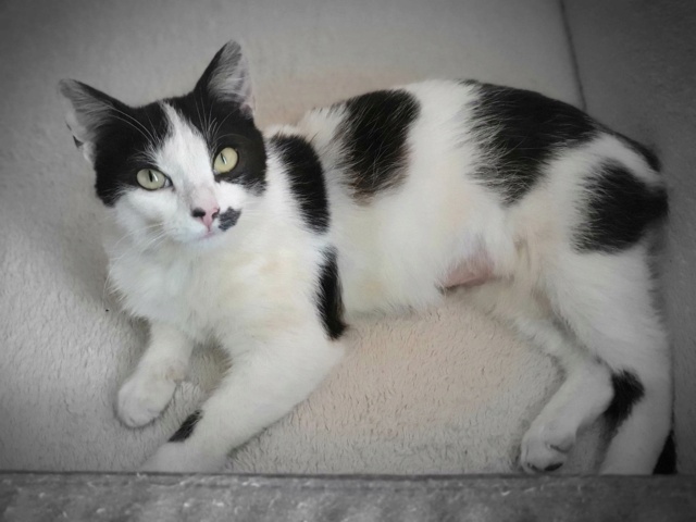 kinaï - KINAÏ, chat femelle, née environ en janvier 2022 - REMEMBER ME LAND - en FA chez ABYSSE (92) - Adoptée par Céline (78) 33650810