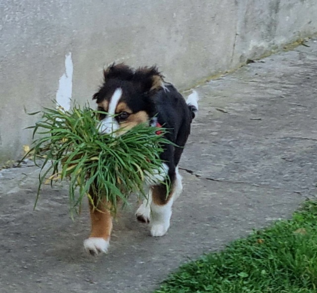 BEASTIE BOY - chiot mâle, de taille moyenne à l'âge adulte - né environ en septembre 2022 - (Centre RM Pascani en Roumanie) - Adopté par Thierry (68)  33655110