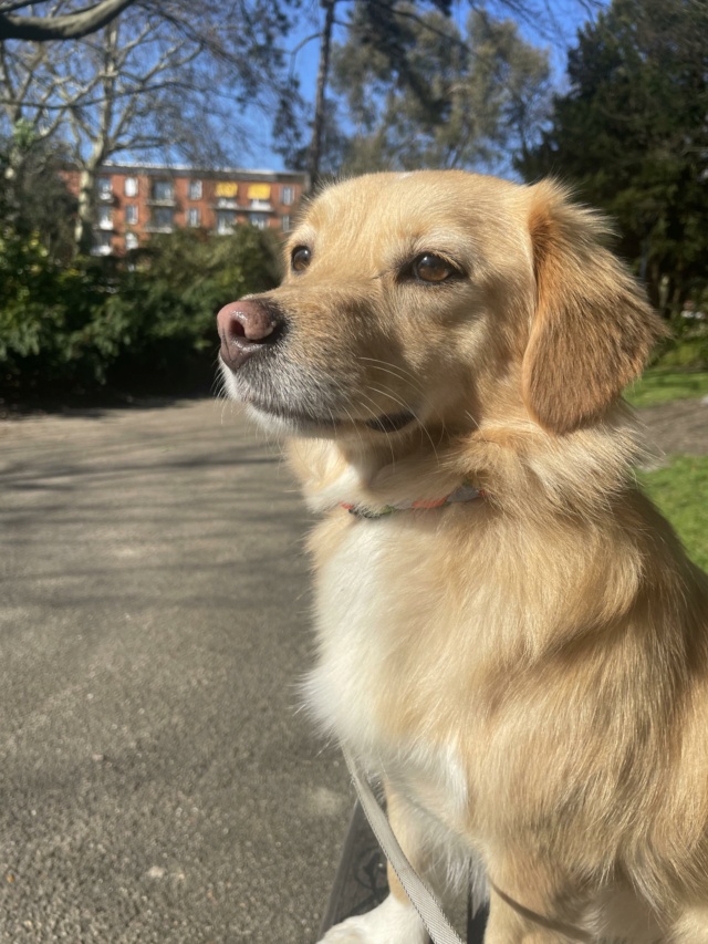 CLEO - chiot femelle, typée corgi, de taille petite à moyenne à l'âge adulte - née environ en juin 2021 - REMEMBER ME LAND - ADOPTÉE PAR Diane (76)  - Page 3 33683610