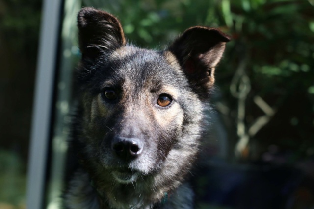 TIBERIA - femelle, de taille petite à moyenne, née environ en janvier 2018 - REMEMBER ME LAND - Adoptée par Alyson (01)  33692710