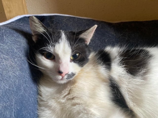 kinaï - KINAÏ, chat femelle, née environ en janvier 2022 - REMEMBER ME LAND - en FA chez ABYSSE (92) - Adoptée par Céline (78) 33702411
