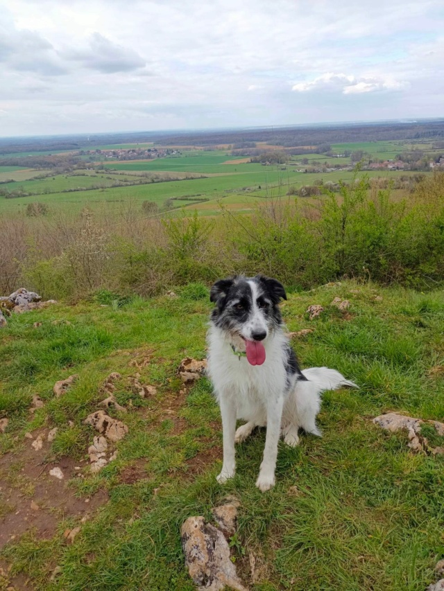 MANILLE - chiot femelle, typée berger de bucovine, de grande taille à l'âge adulte - née environ en septembre 2021 - REMEMBER ME LAND - Adoptée par Julien (73)  34064410