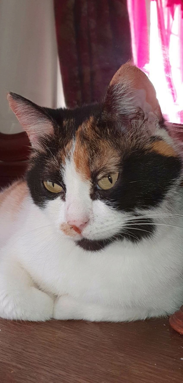 LOLA (ex BETY) - chat femelle, née environ en janvier 2018 - en FA chez Gina à Tergu Neamt (Roumanie) - Adoptée par Cendrine (83) 34092210