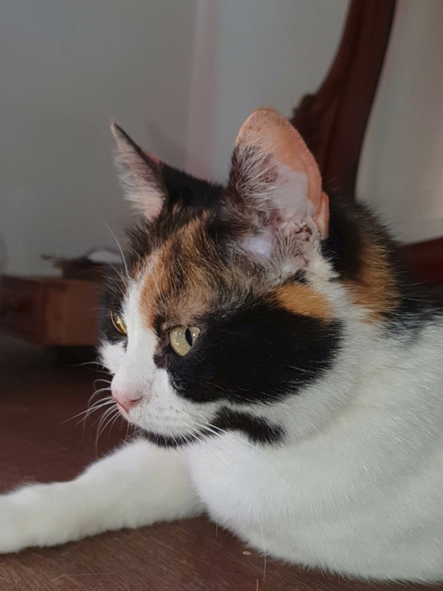 LOLA (ex BETY) - chat femelle, née environ en janvier 2018 - en FA chez Gina à Tergu Neamt (Roumanie) - Adoptée par Cendrine (83) 34092710