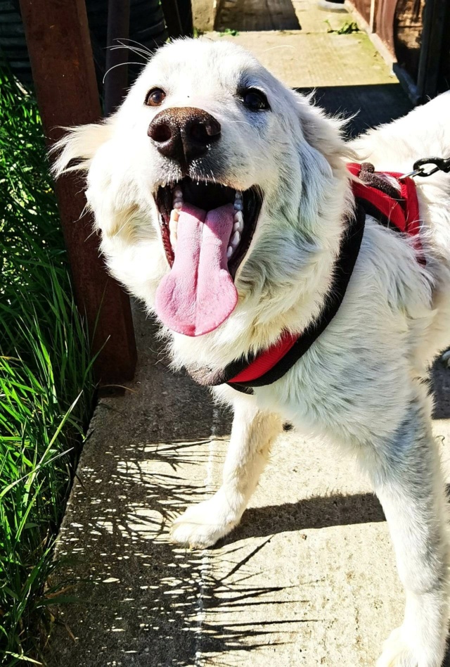 ASTRAL - chiot mâle, typé labrador, de taille moyenne à grande à l'âge adulte - né environ en septembre 2022 - au refuge chez Gina à Tergu Neamt (Roumanie) - Adopté par Jeanne (72) 34202710