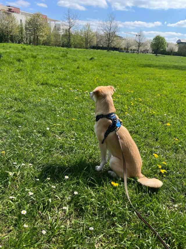 MOIRA - chiot femelle, de taille moyenne à l'âge adulte - née environ en août 2022 - (Centre RM Pascani en Roumanie) - Adoptée par Aurélia (77)  34212810