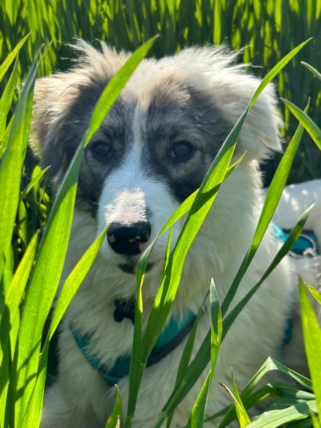 OWEN (ex LAZARO) - chiot mâle, de taille moyenne à l'âge adulte - né environ en août 2022 - REMEMBER ME LAND - Adopté par Solene (67) 34291612