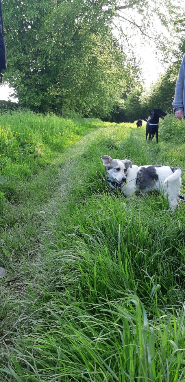 CELTIC - chiot mâle, de taille moyenne à l'âge adulte - né environ en décembre 2022 - (Centre RM Pascani en Roumanie) - Adopté par Catherine (59) 34305410