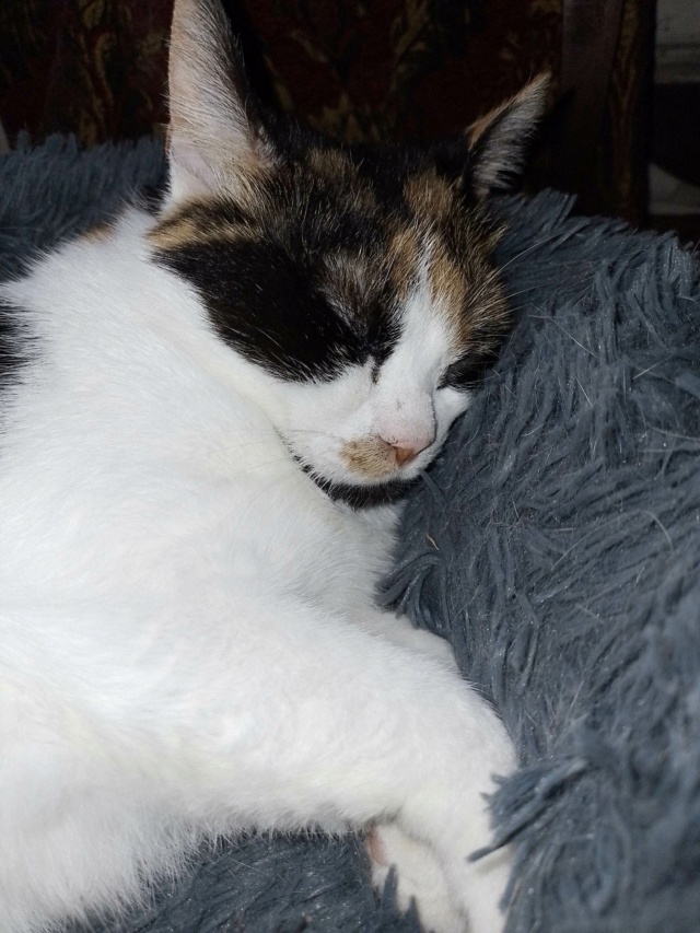 LOLA (ex BETY) - chat femelle, née environ en janvier 2018 - en FA chez Gina à Tergu Neamt (Roumanie) - Adoptée par Cendrine (83) 34580210